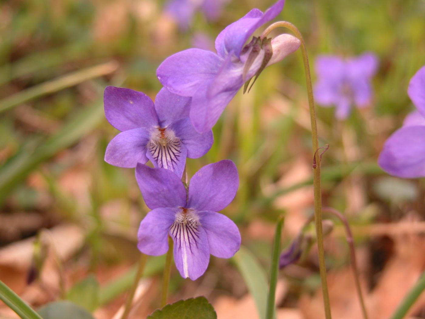 Violet, Teesdale flower